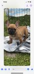 fransk bulldog levkl 19/6