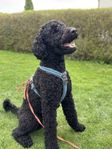 Labradoodle F1B 1 år 8 månader - Omplacering