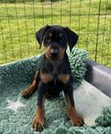 Pinscher tikvalp 