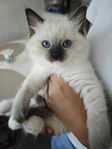 Renrasiga ragdoll-kattungar