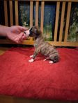 Whippet han valpar