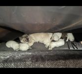 Maine Coon / Ragdoll