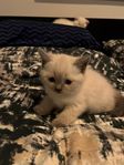 Maine Coon / Ragdoll
