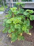 Diverse buskar, blommor och växter