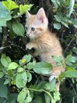 En liten röd kattpojke