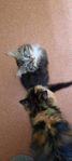 Sällskapssjuk kattunge