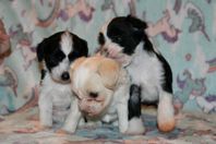 Chinese crested valpar