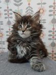 Vacker Maine Coon kattunge - Hona .
