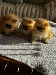 Pomeranian valpar med skk-stamtavla 