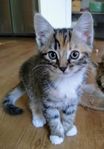 Kattunge
