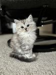 Långhåriga ragdoll/chinchilla kattungar 
