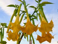 Änglatrumpeter får ovanliga orange/apelsinfärgade blommor
