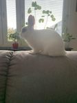 Kaniner - Rabbit