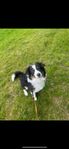 Miniature american shepherd