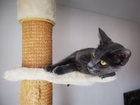 katt säljes