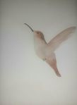 Målning av kolibri