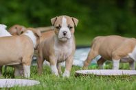 American Staffordshire Terrier valpar - hanar 