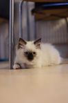 ragdoll-kattungar