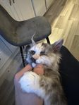 honkatt 