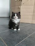 Kattungar Ragdollblandning