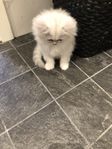 ragdoll mix chinchillaperser 