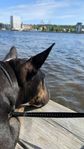 Miniatyrbullterrier 