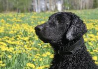 Omplacering Curly coated retriver 5år
