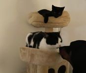 Två katter