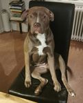 American bully 