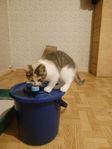 leveransklar kattunge