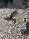 Kattunge 100% bondkatt 