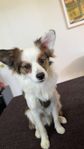 pomeranian/papillon hundvalp