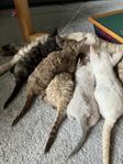 Devon Rex kattunge Raskatt