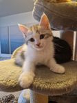 En söt fluffig blandras kattunge 