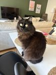Min älskade katt Berra på 2,5år 
