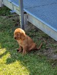 Jakthund - Griffon fauve de bretagne