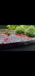 Neocaridina Räkor, FireRed OE