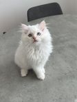 katt