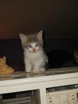 kattunge 