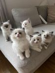 Underbara Ragdoll kattungar 