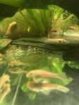 Guppy räkor ancistrus