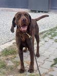 Omplacering - Labrador and hunting dog mix 