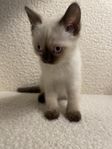 katt unge 