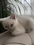 katt unge