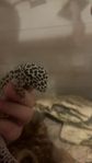 leopard gecko 