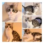 Söta kattungar Ragdoll/ Main coon