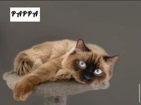 Ragdoll-kattungar