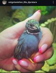Dvärgvaktel Buttonquail höna tupp 