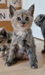 Kattungar