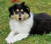 Collie valp